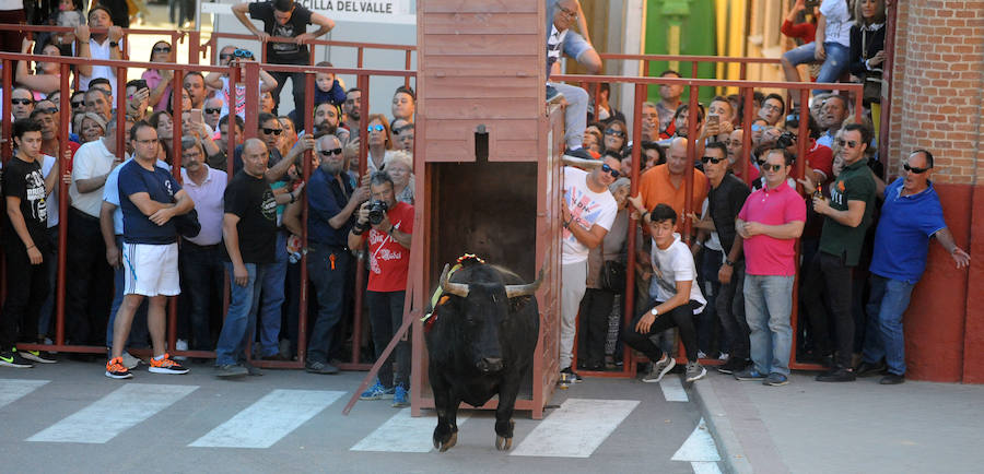 Toro en cajón en la Fiesta de la Vendimia de Rueda