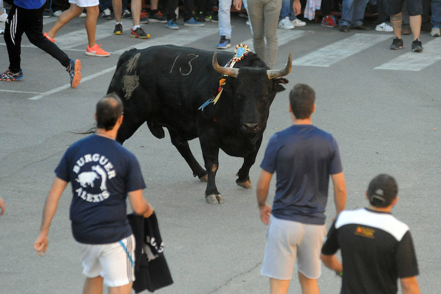 Toro en cajón en la Fiesta de la Vendimia de Rueda