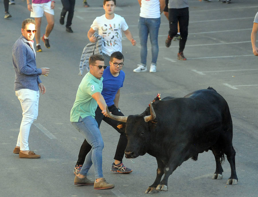 Toro en cajón en la Fiesta de la Vendimia de Rueda
