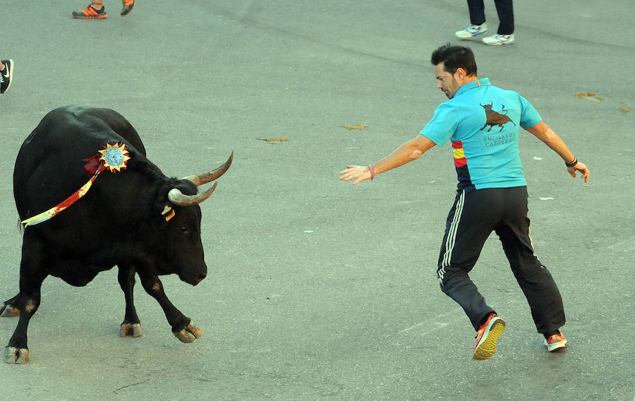 Toro en cajón en la Fiesta de la Vendimia de Rueda
