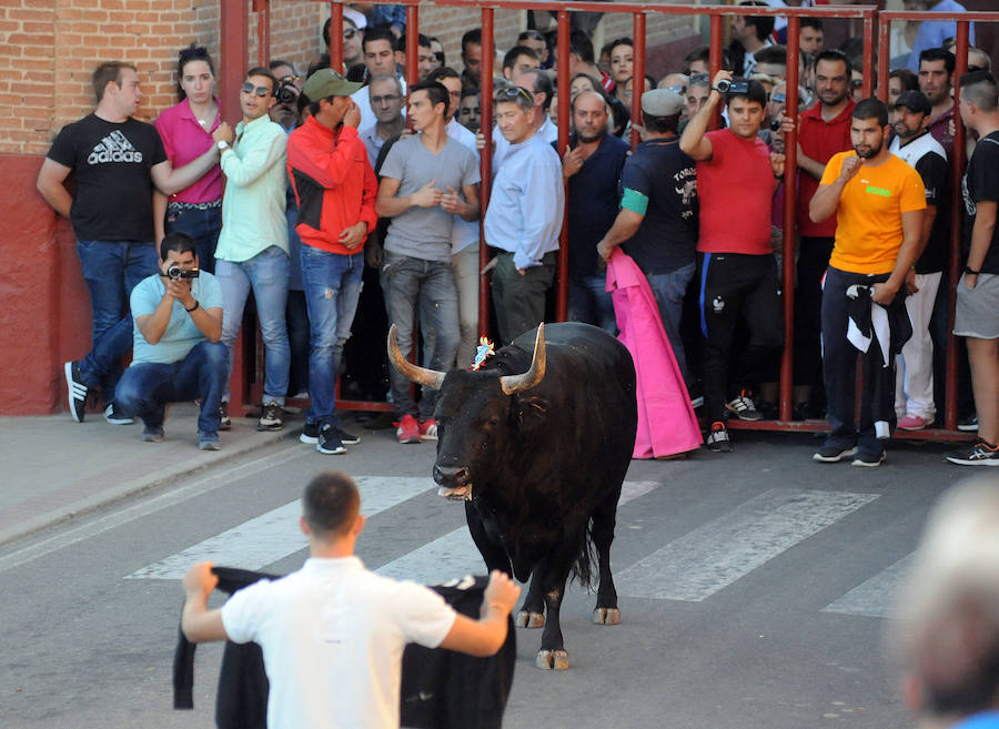 Toro en cajón en la Fiesta de la Vendimia de Rueda