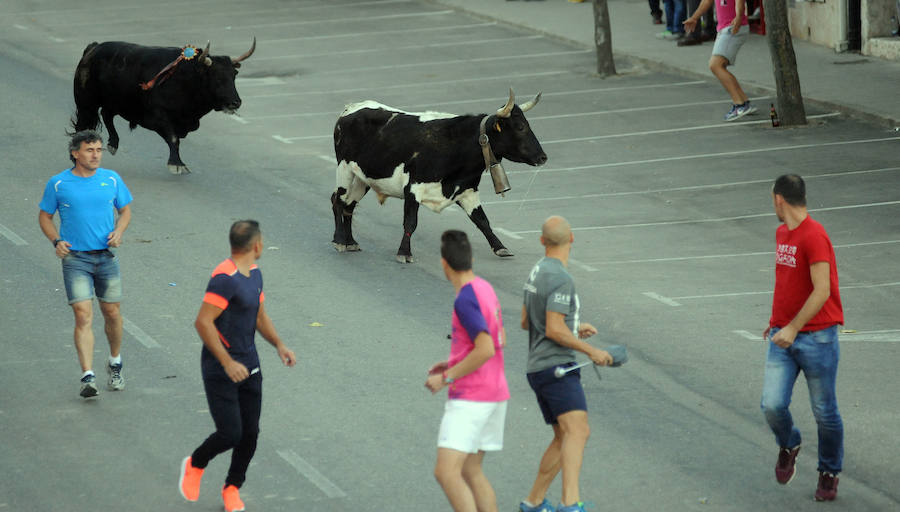 Toro en cajón en la Fiesta de la Vendimia de Rueda
