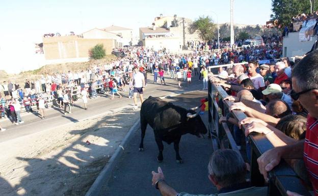 Cientos de personas acudieron al encierro, organizado con motivo de la fiesta patronal.