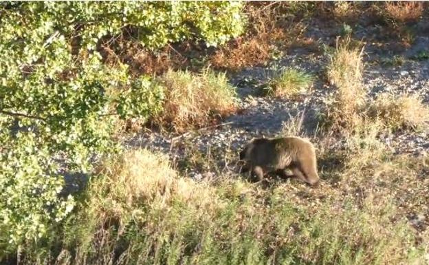 Decenas de turistas acosan a un oso en el Alto Sil leonés