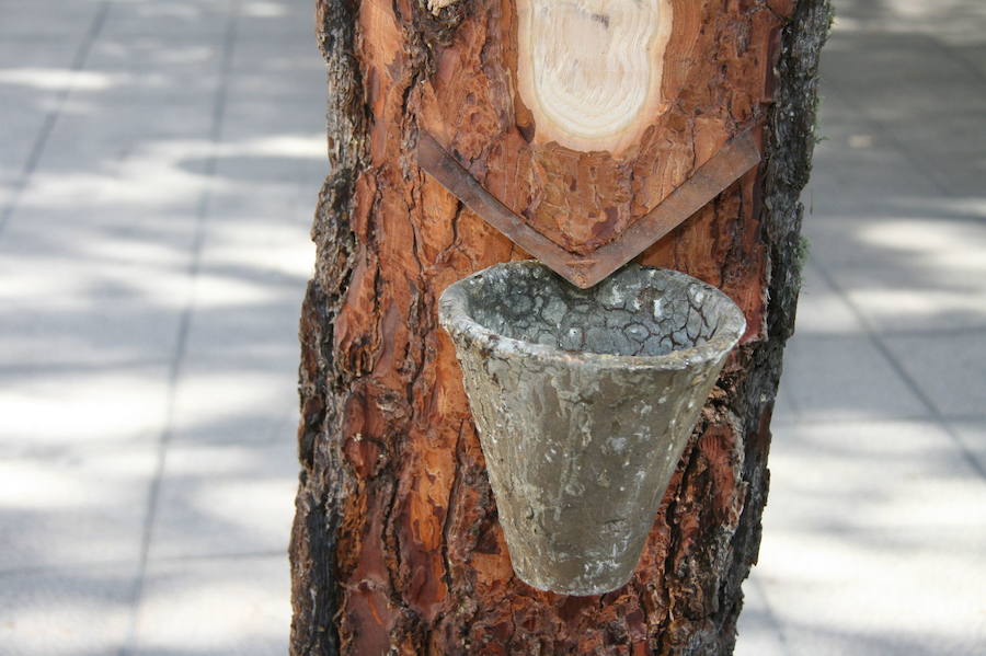 Fiesta de la resina en Cuéllar