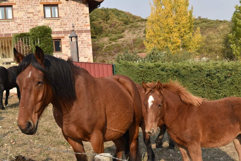 San Salvador de Cantamuda reúne a numerosos curiosos y turistas para ver y comprar estos animales