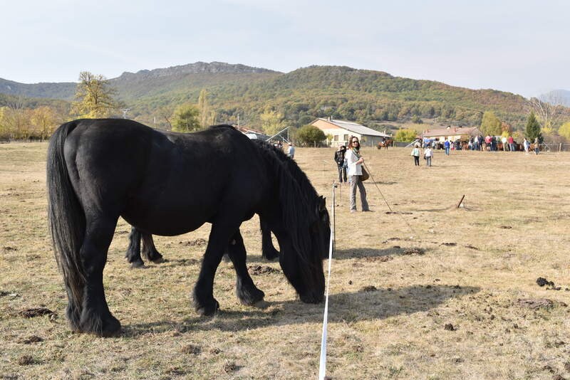 San Salvador de Cantamuda reúne a numerosos curiosos y turistas para ver y comprar estos animales