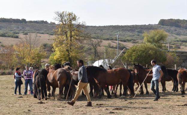 Los ganaderos colocan sus caballos a la llegada al recinto. 