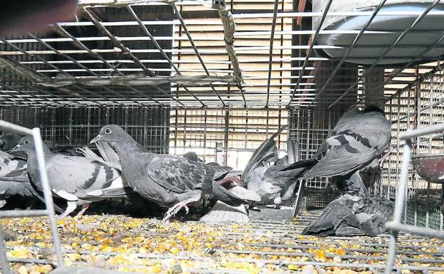 Palomas atrapadas en una jaula. 