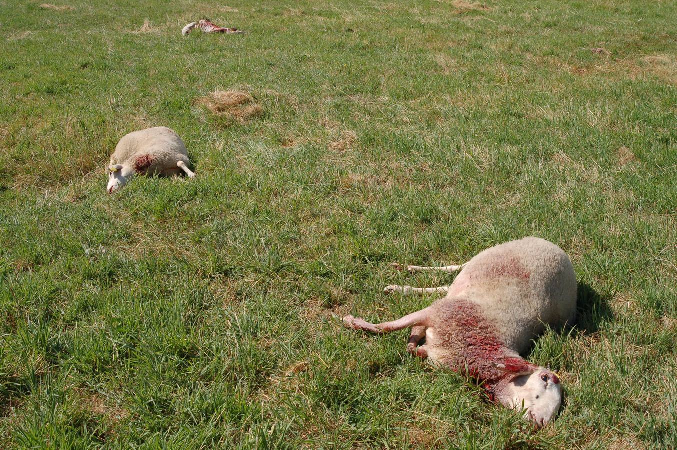 Ovejas muertas por el ataque de un lobo en una explotación ganadera.