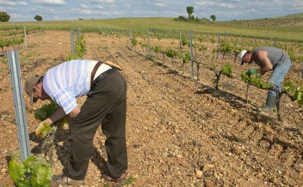 Aumenta la contratación de temporeros en la Ribera del Duero pese a la merma de la coseha