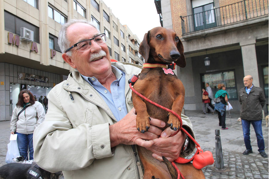 Segovia celebra el Día Mundial de los Animales