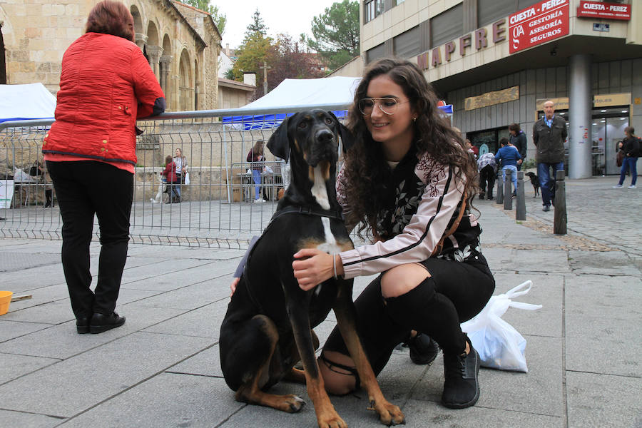 Segovia celebra el Día Mundial de los Animales