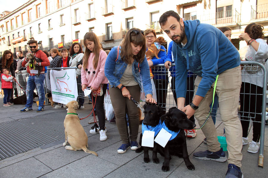 Segovia celebra el Día Mundial de los Animales