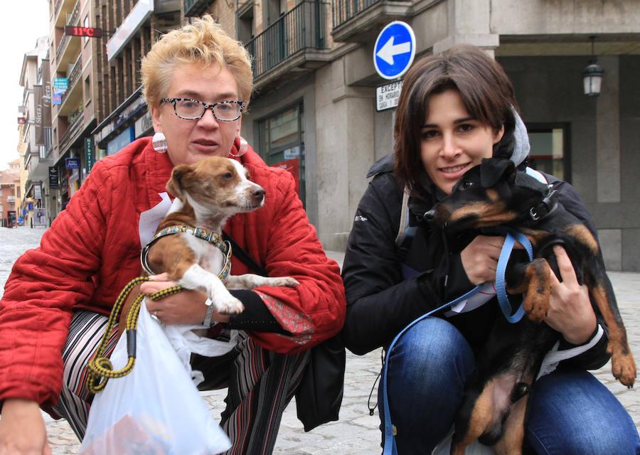 Segovia celebra el Día Mundial de los Animales