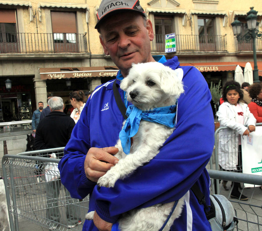 Segovia celebra el Día Mundial de los Animales