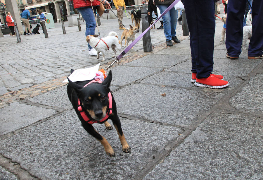 Segovia celebra el Día Mundial de los Animales