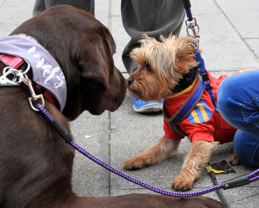 Segovia celebra el Día Mundial de los Animales