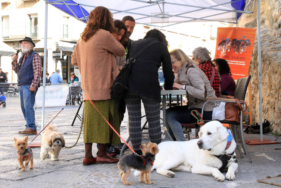 Segovia celebra el Día Mundial de los Animales