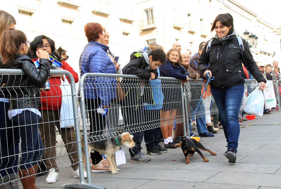 Segovia celebra el Día Mundial de los Animales