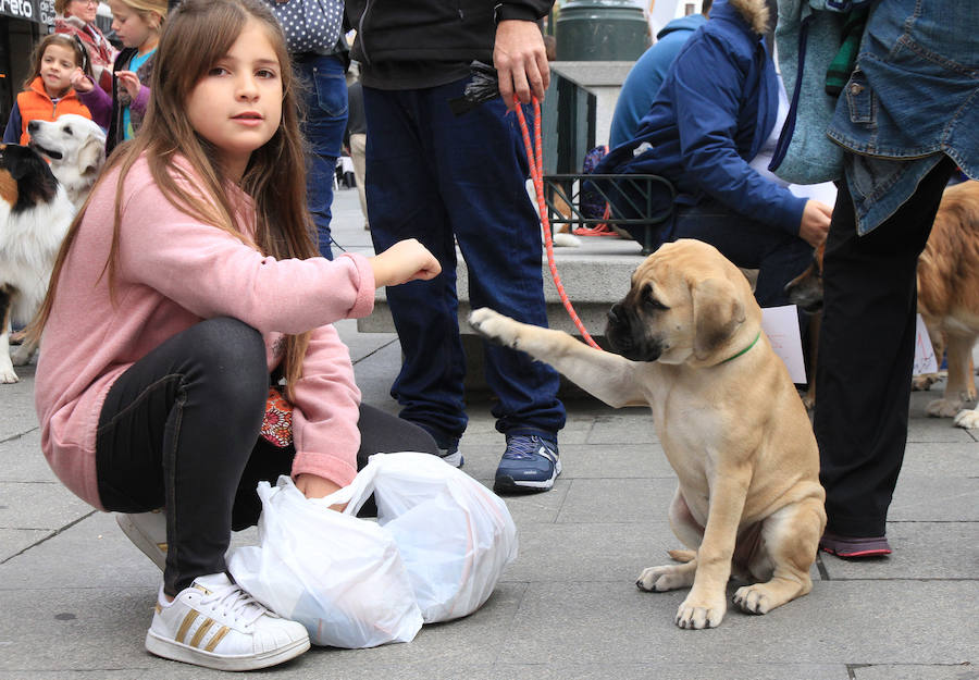 Segovia celebra el Día Mundial de los Animales