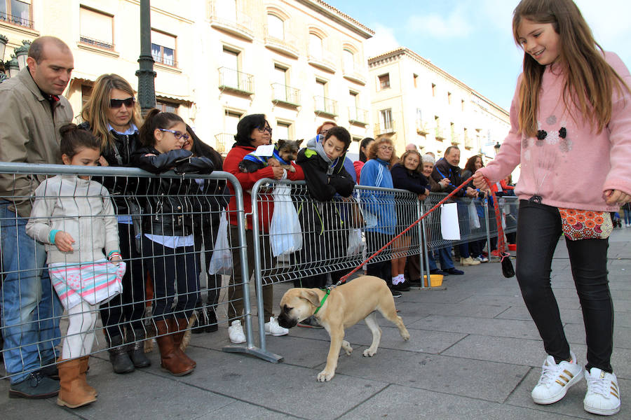 Segovia celebra el Día Mundial de los Animales