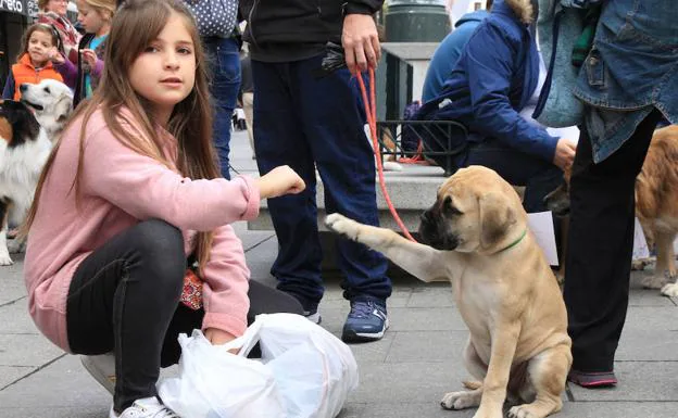 Un perro imita el movimiento de una niña. 