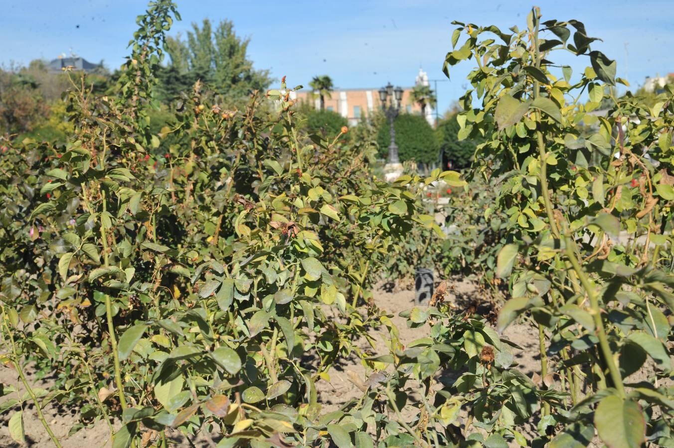 Los efectos de la sequía en los jardines públicos de Valladolid