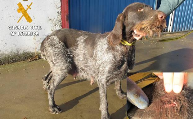 Perro hallado por la Guardia Civil. A la derecha, herida en el cuello, donde le extrajeron el microchip. 