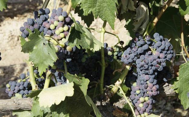 Uvas en los viñedos de Ribera del Duero, en Peñafiel