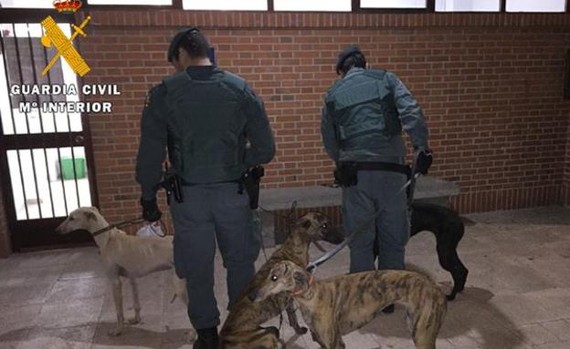 Agentes de la Guardia Civill con los galgos aprehendidos en el Puesto de Arévalo.