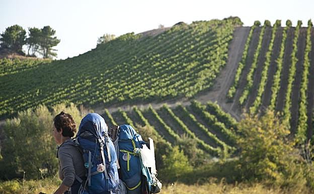 Imagen de un grupo de viñedos en El Bierzo.