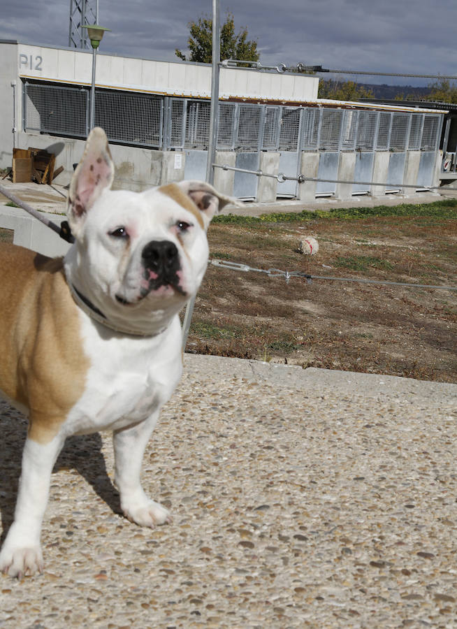 Instalaciones y perros acogidos en el centro de la protectora de animales del camino de la Carabajala