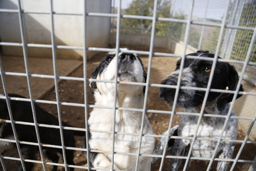 Instalaciones y perros acogidos en el centro de la protectora de animales del camino de la Carabajala