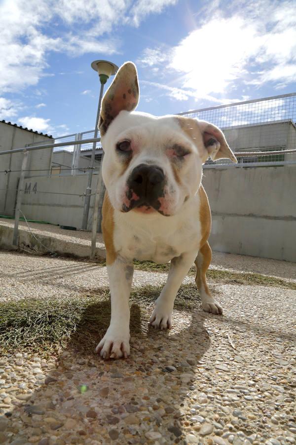 Instalaciones y perros acogidos en el centro de la protectora de animales del camino de la Carabajala