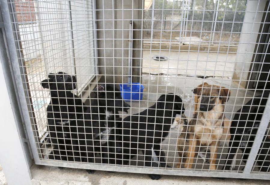Instalaciones y perros acogidos en el centro de la protectora de animales del camino de la Carabajala