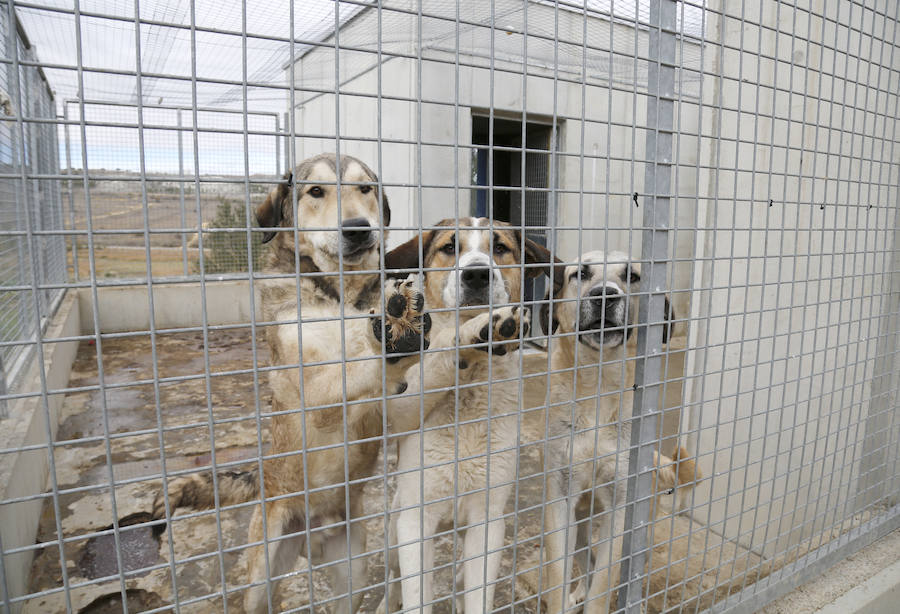 Instalaciones y perros acogidos en el centro de la protectora de animales del camino de la Carabajala