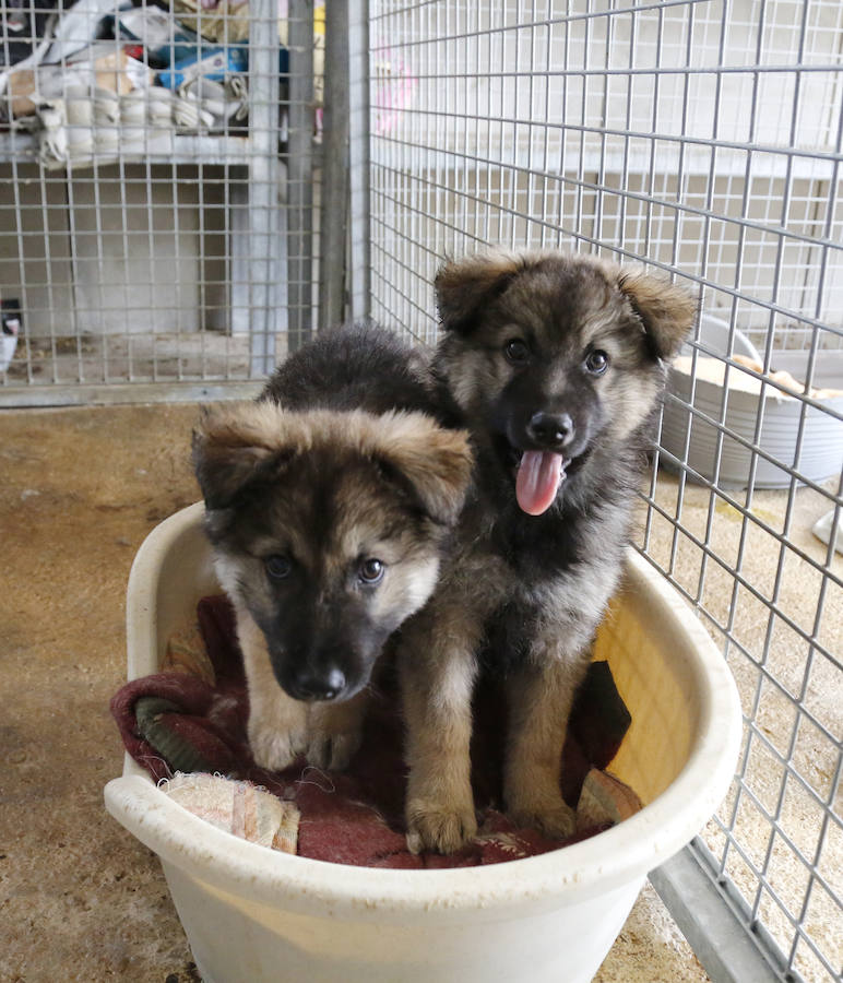 Instalaciones y perros acogidos en el centro de la protectora de animales del camino de la Carabajala