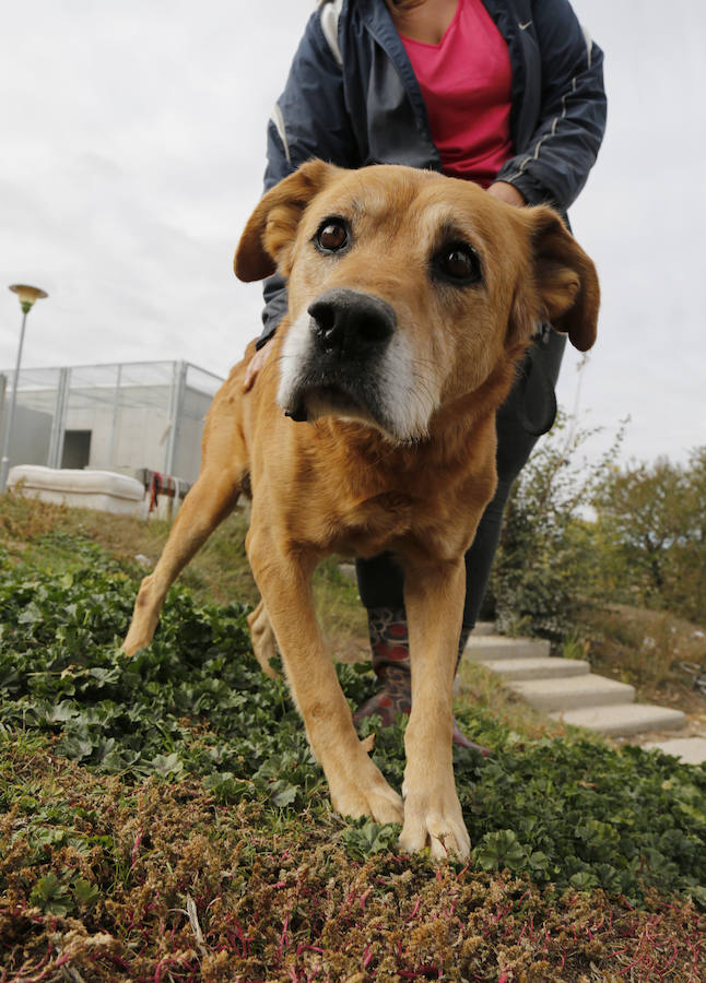 Instalaciones y perros acogidos en el centro de la protectora de animales del camino de la Carabajala