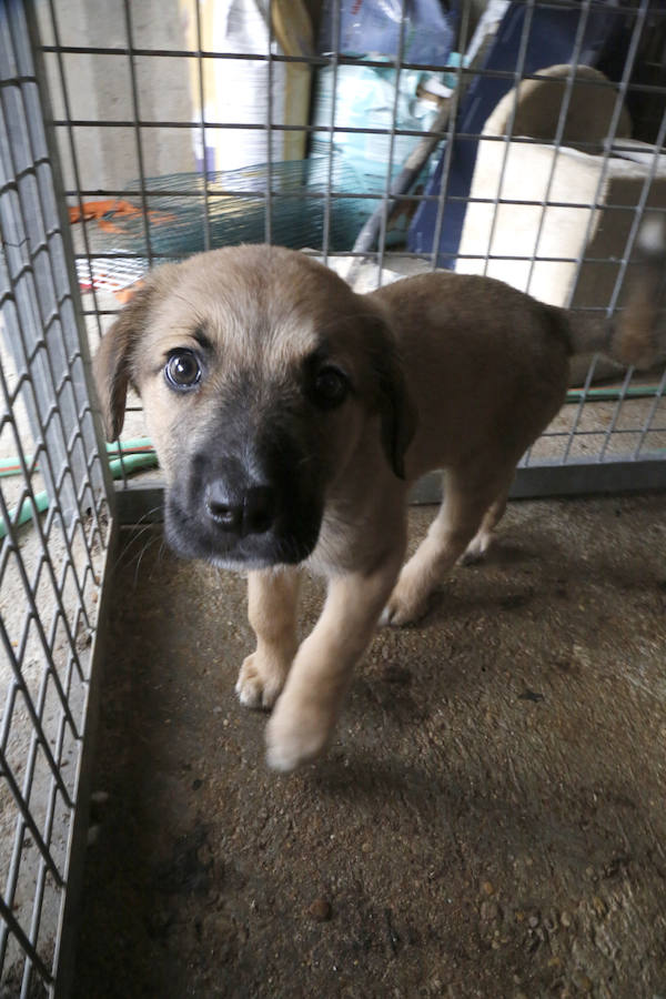 Instalaciones y perros acogidos en el centro de la protectora de animales del camino de la Carabajala