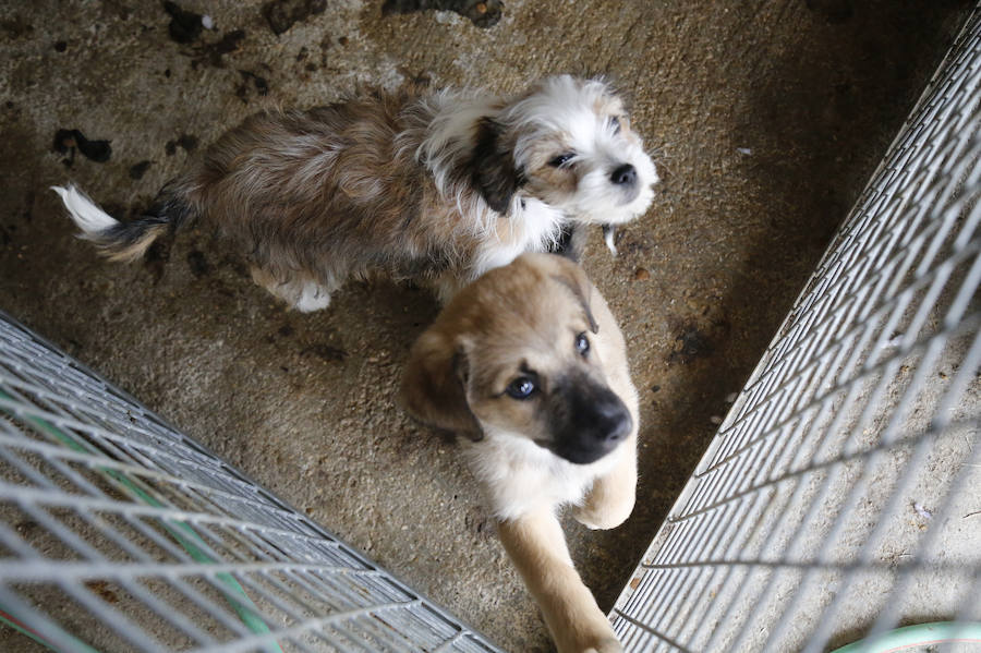 Instalaciones y perros acogidos en el centro de la protectora de animales del camino de la Carabajala