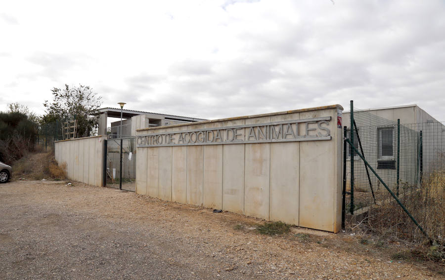 Instalaciones y perros acogidos en el centro de la protectora de animales del camino de la Carabajala
