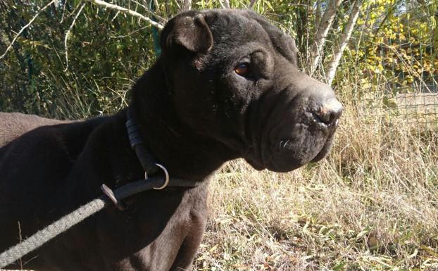 El shar pei, en las instalaciones de la protectora.