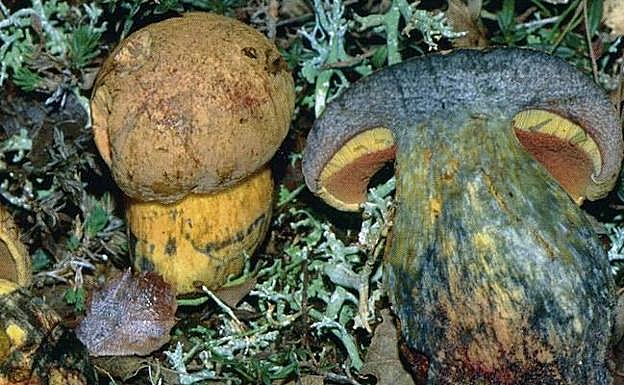 El recién descubierto 'boletus pseudoluridus var. alutoceus'.