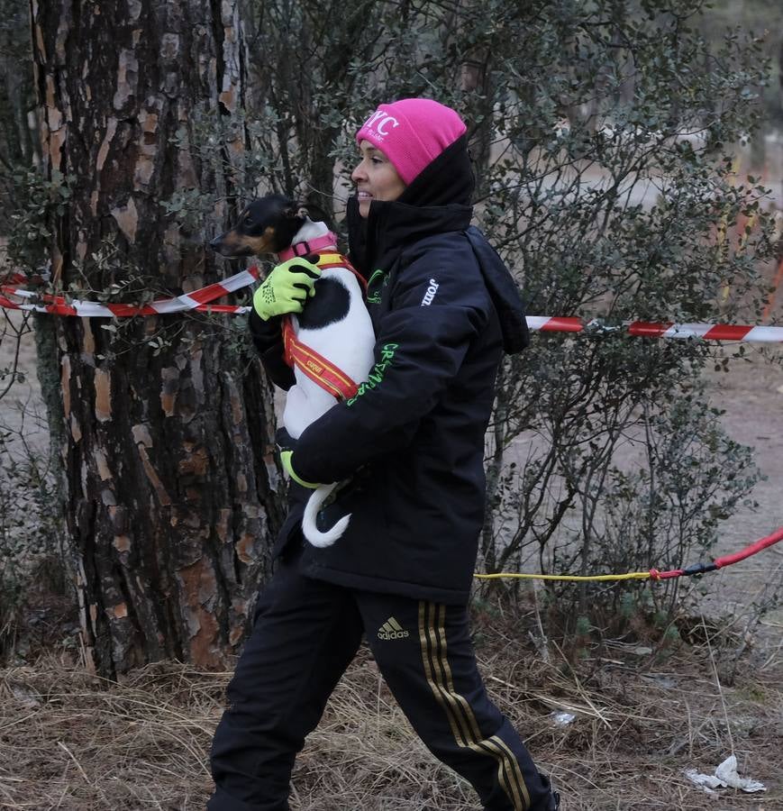 Campeonato de España de Mushing en Valladolid