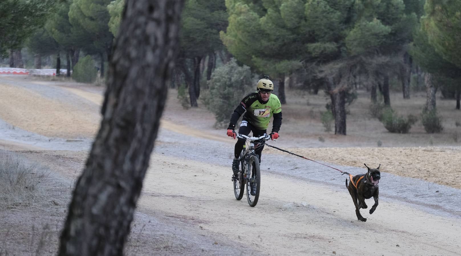 Campeonato de España de Mushing en Valladolid