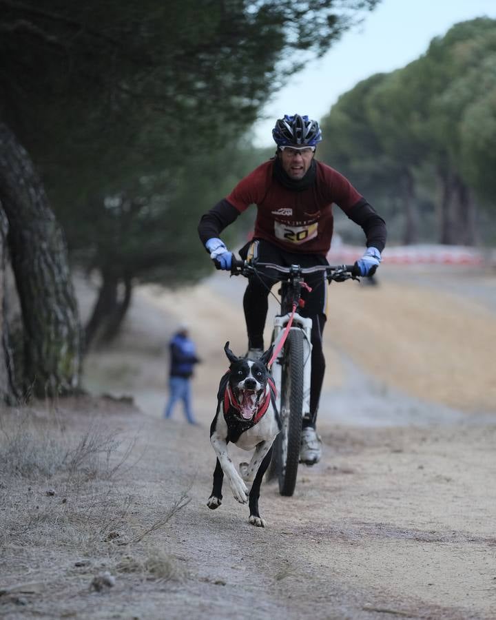 Campeonato de España de Mushing en Valladolid