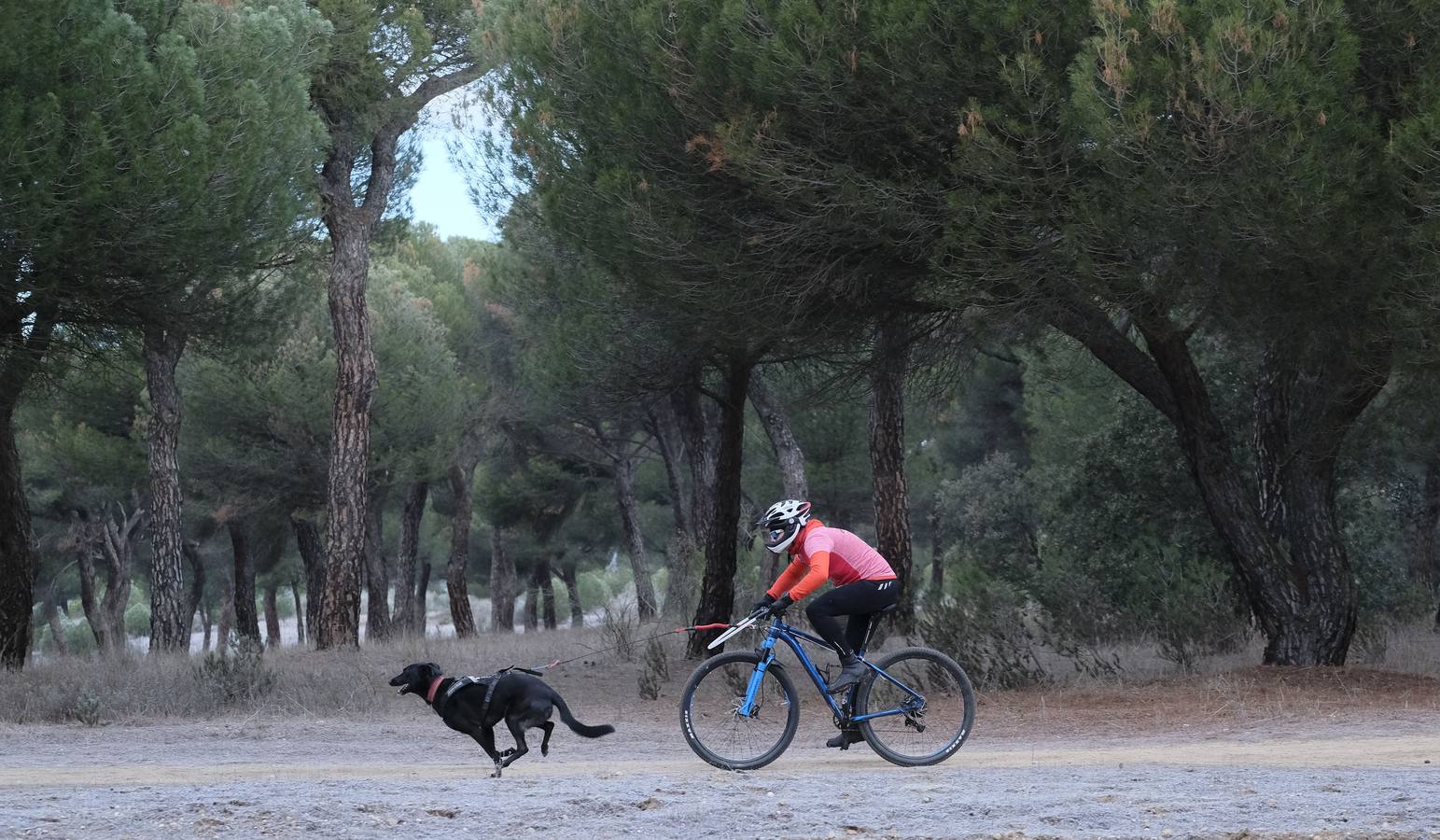 Campeonato de España de Mushing en Valladolid