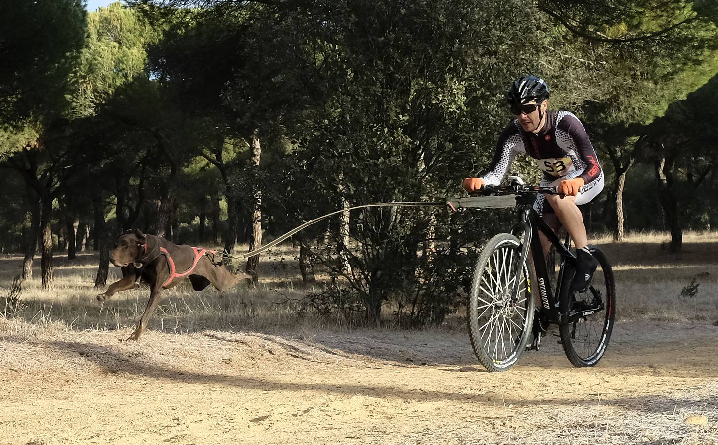 Campeonato de España de Mushing en Valladolid