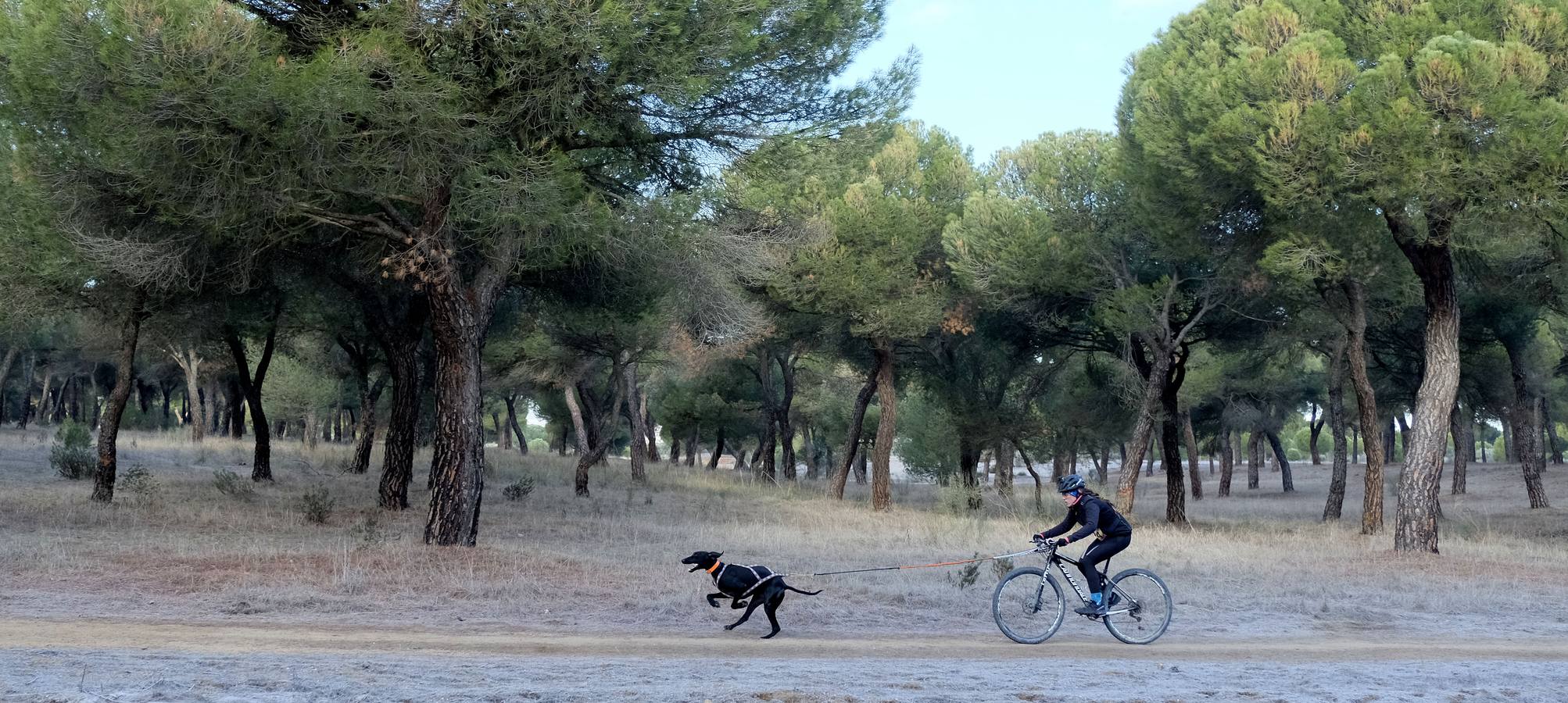 Campeonato de España de Mushing en Valladolid